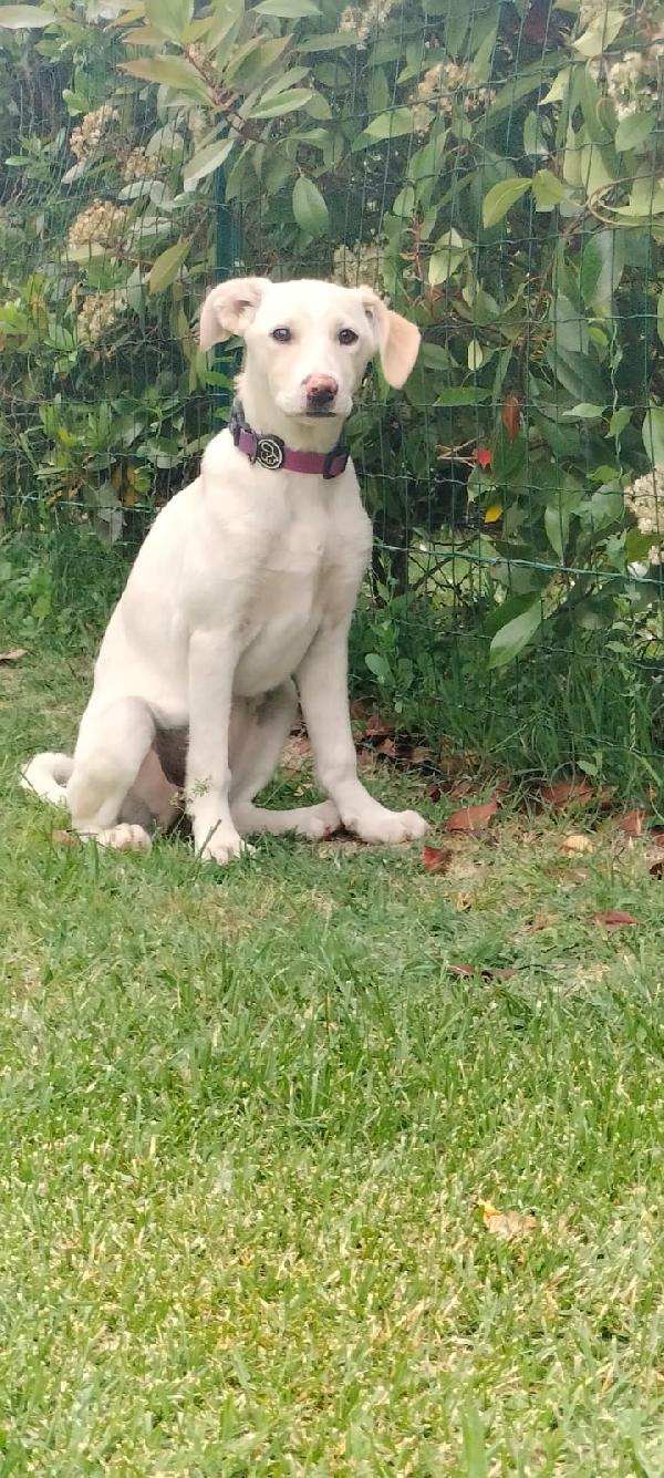 Flo splendida cucciola di 4 mesi cerca casa Foto 9